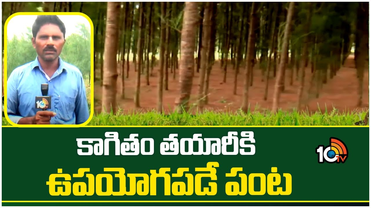 Paper Making : కాగితం తయారీకి ఉపయోగపడే పంట Paper Making : కాగితం తయారీకి ఉపయోగపడే పంట