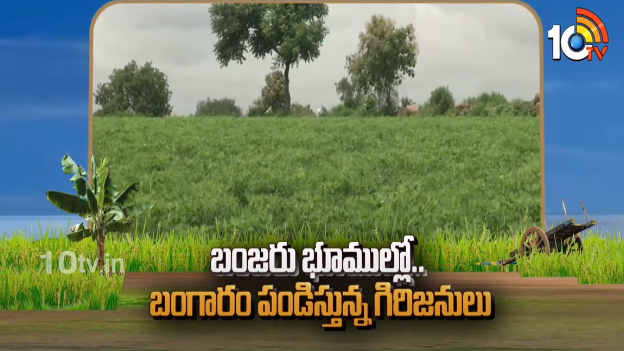 Crops Barren Lands : బంజరు భూముల్లో.. బంగారం పండిస్తున్న గిరిజనులు Crops Barren Lands : బంజరు భూముల్లో.. బంగారం పండిస్తున్న గిరిజనులు