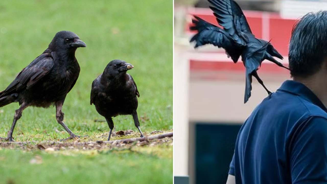Crows Attack : మగవాళ్లపై పగబట్టిన కాకులు..! కాలితో తన్నుతూ దాడి చేస్తున్న వైనం.. వీడియో వైరల్ Crows Attack : మగవాళ్లపై పగబట్టిన కాకులు..! కాలితో తన్నుతూ దాడి చేస్తున్న వైనం.. వీడియో వైరల్