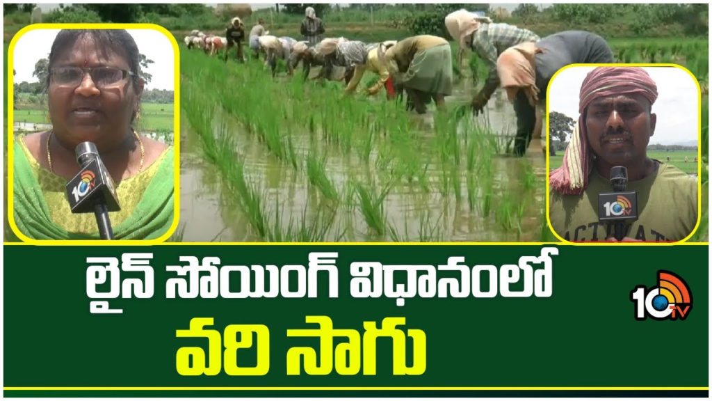 Cultivation of Paddy Under Line Sowing System
