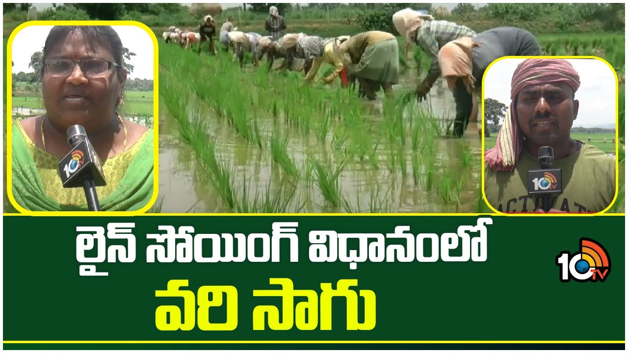 Paddy Cultivation : ప్రకృతి విధానంలో లైన్ సోయింగ్ విధానంలో వరి సాగు Paddy Cultivation : ప్రకృతి విధానంలో లైన్ సోయింగ్ విధానంలో వరి సాగు