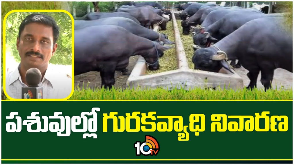 Diseases of Cattle