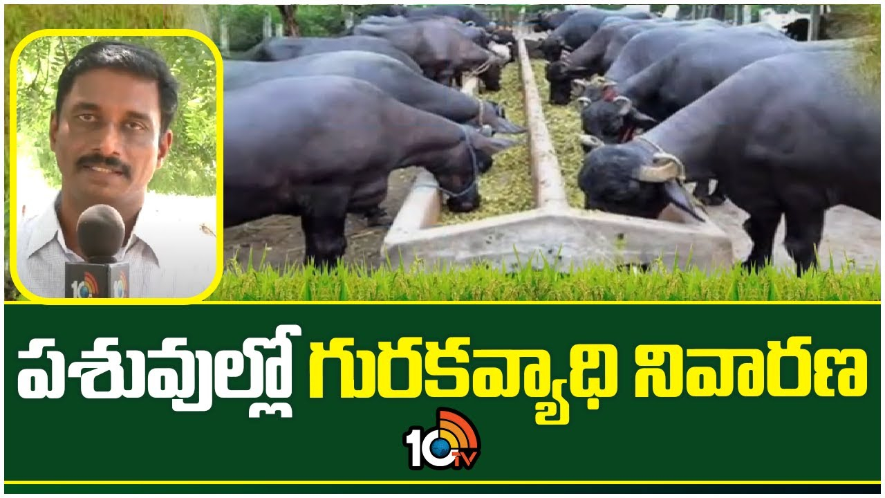 Cattle Diseases : వర్షాకాలంలో పాడిపశువులకు అనేక రోగాలు – ముందస్తు జాగ్రత్తలు! Cattle Diseases : వర్షాకాలంలో పాడిపశువులకు అనేక రోగాలు – ముందస్తు జాగ్రత్తలు!