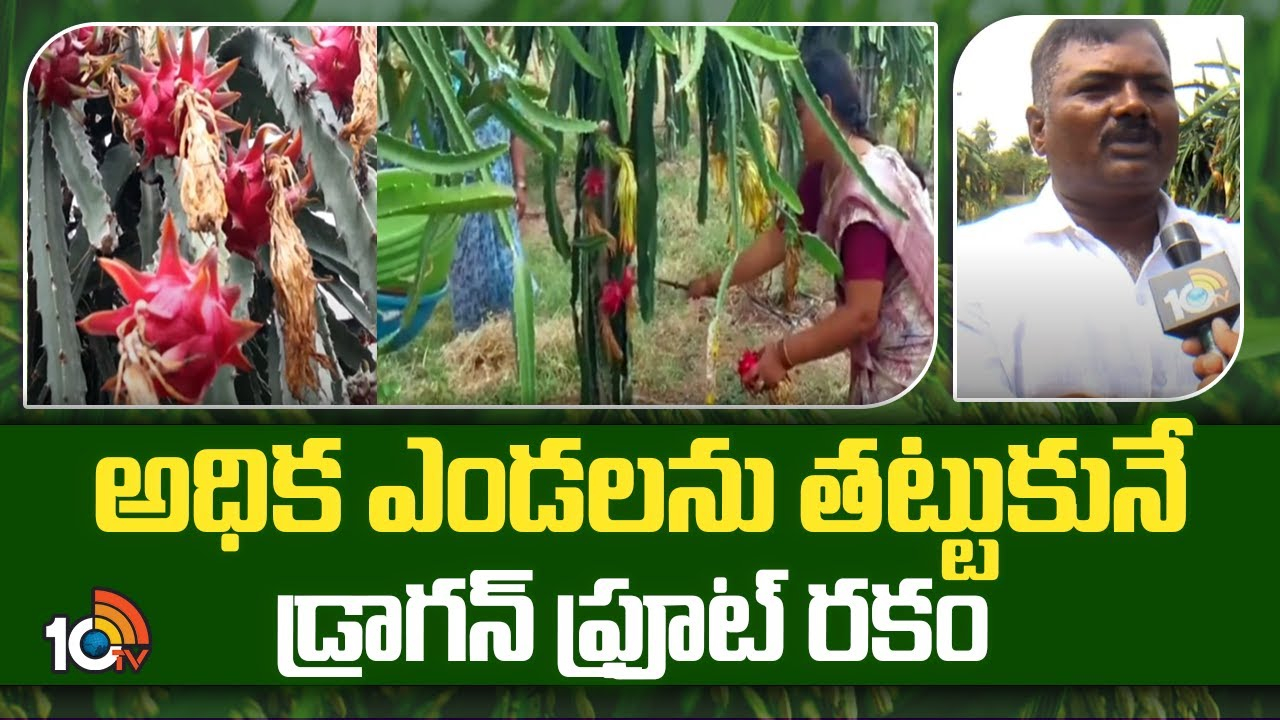 Dragon Fruit Variety : అధిక ఎండలను తట్టుకునే డ్రాగన్ ఫ్రూట్ రకం.. అధిక దిగుబడినిస్తున్న ఎడారి పండు Dragon Fruit Variety : అధిక ఎండలను తట్టుకునే డ్రాగన్ ఫ్రూట్ రకం.. అధిక దిగుబడినిస్తున్న ఎడారి పండు