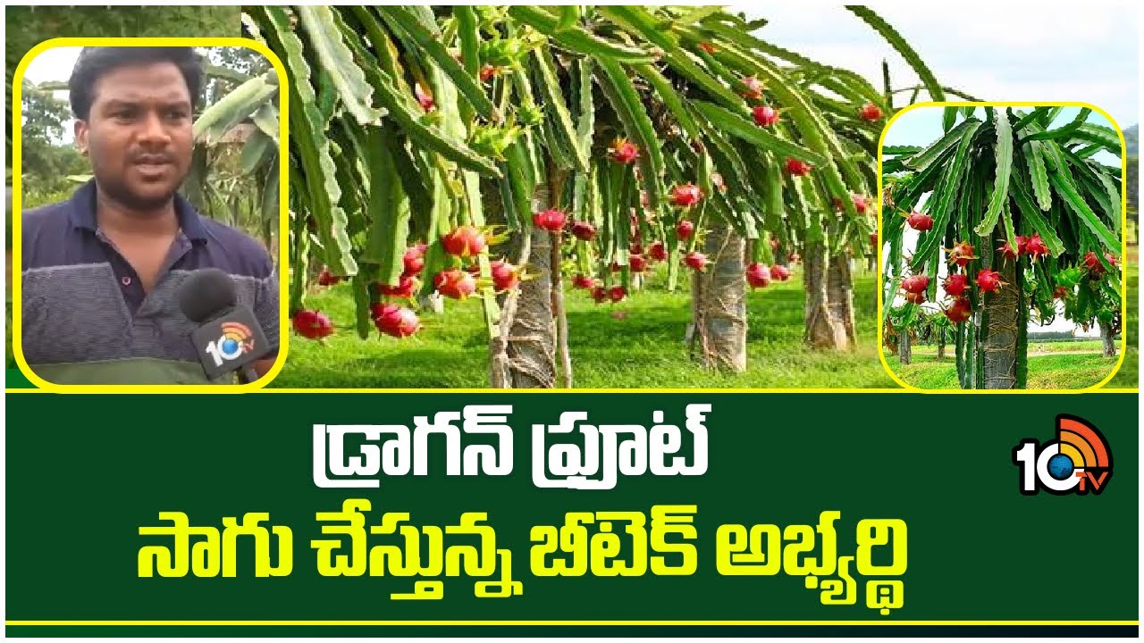 Dragon Fruit : డ్రాగన్ ఫ్రూట్ సాగు చేస్తున్న యువరైతు Dragon Fruit : డ్రాగన్ ఫ్రూట్ సాగు చేస్తున్న యువరైతు