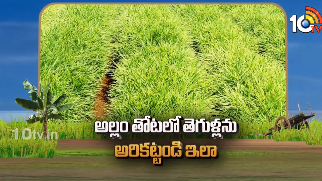 Ginger Garden : అల్లం పంటలో బ్యాక్టీరియా వడతెగులు ఉధృతి.. నివారణకు శాస్త్రవేత్తల సూచనలు Ginger Garden : అల్లం పంటలో బ్యాక్టీరియా వడతెగులు ఉధృతి.. నివారణకు శాస్త్రవేత్తల సూచనలు