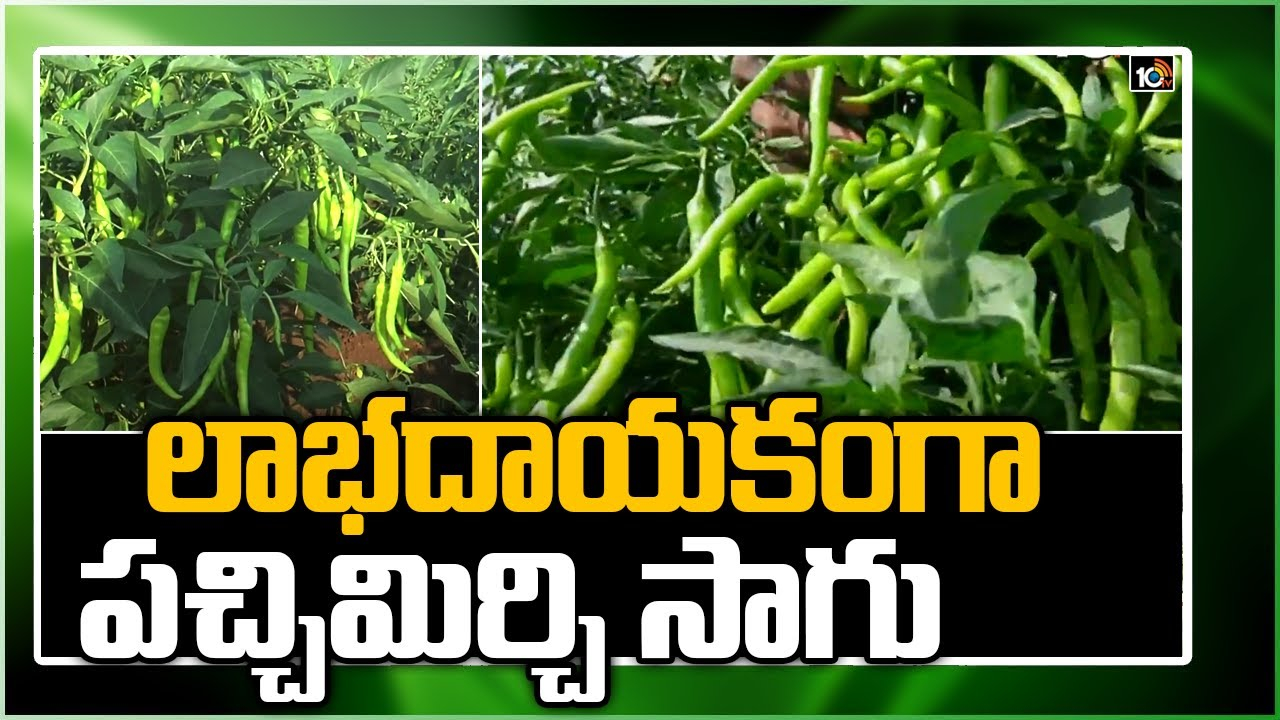Green Chilli Cultivation : ఏడాది పొడవునా పచ్చిమిర్చి సాగు.. మేలైన యాజమాన్యం పాటిస్తే అధిక దిగుబడులు Green Chilli Cultivation : ఏడాది పొడవునా పచ్చిమిర్చి సాగు.. మేలైన యాజమాన్యం పాటిస్తే అధిక దిగుబడులు