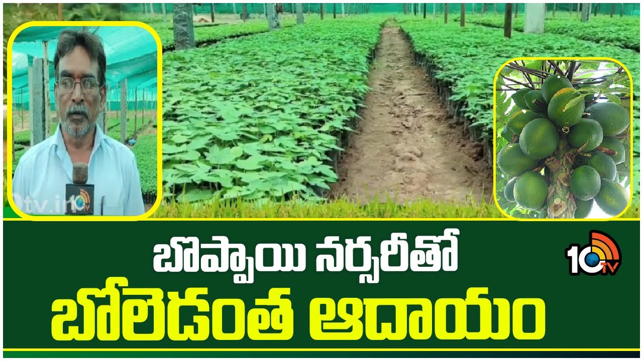 Papaya Cultivation : బొప్పాయి నర్సరీతో బోలెడంత ఆదాయం Papaya Cultivation : బొప్పాయి నర్సరీతో బోలెడంత ఆదాయం