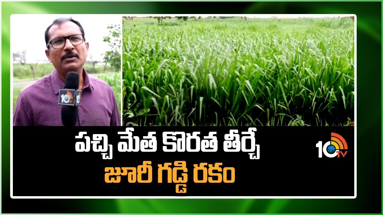 Juuri Grass Quality : అధిక పోషక విలువలు కలిగిన నూతన పశుగ్రాసం జూరీ.. Juuri Grass Quality : అధిక పోషక విలువలు కలిగిన నూతన పశుగ్రాసం జూరీ..