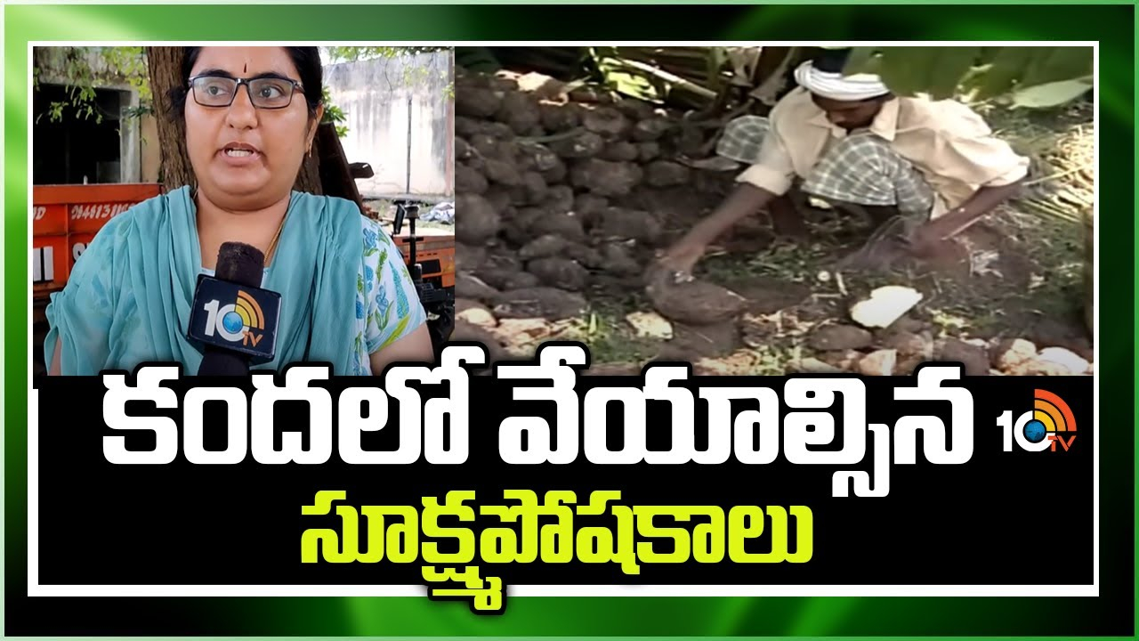 Kanda Yam Cultivation : కంద పంటలో సూక్ష్మధాతు లోపాలు – నివారణకు చేపట్టాల్సిన సమగ్ర యాజమాన్యం Kanda Yam Cultivation : కంద పంటలో సూక్ష్మధాతు లోపాలు – నివారణకు చేపట్టాల్సిన సమగ్ర యాజమాన్యం