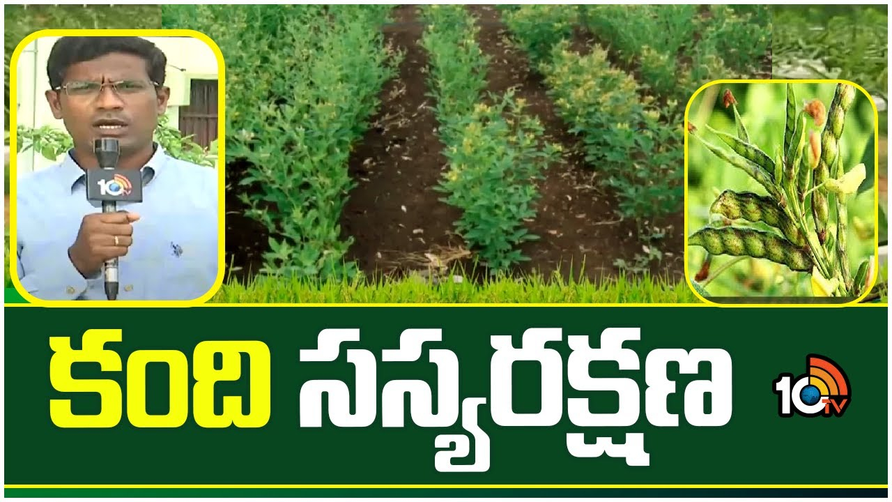 Kandi Plant Protection : కందిలో పురుగులు ఆశించే సమయం.. ముందస్తుగా నివారణకు చర్యలు Kandi Plant Protection : కందిలో పురుగులు ఆశించే సమయం.. ముందస్తుగా నివారణకు చర్యలు