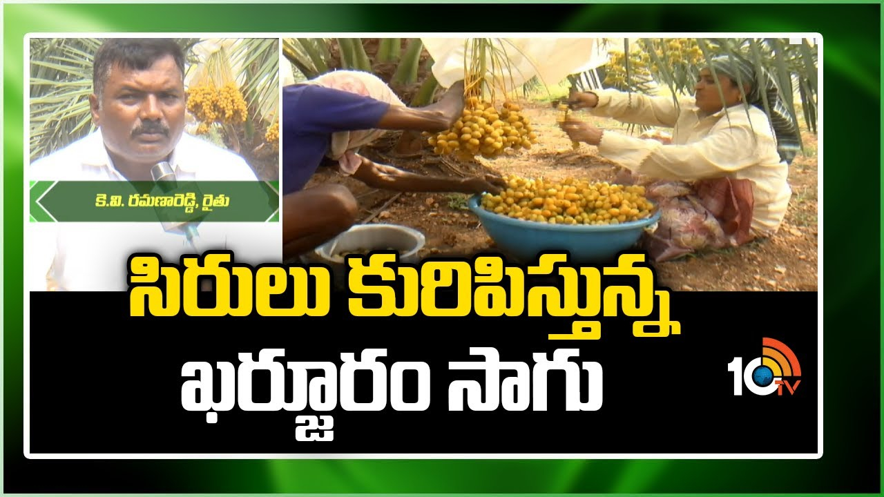 Dates Farming : సిరులు కురిపిస్తున్న ఖర్జూరం సాగు.. Dates Farming : సిరులు కురిపిస్తున్న ఖర్జూరం సాగు..