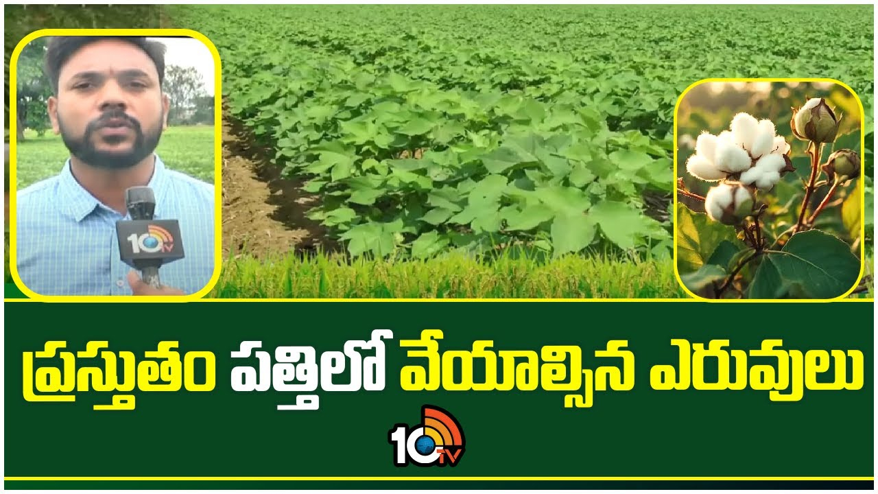 Cotton Crop : ప్రస్తుతం పత్తిలో వేయాల్సిన ఎరువులు Cotton Crop : ప్రస్తుతం పత్తిలో వేయాల్సిన ఎరువులు