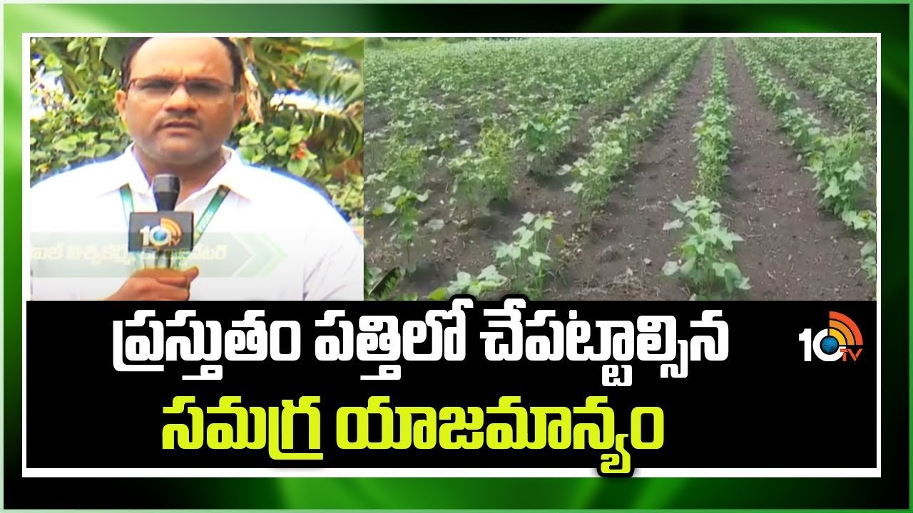 Fertilizers Cotton Crop : ప్రస్తుతం పత్తిలో చేపట్టాల్సిన సమగ్ర యాజమాన్యం Fertilizers Cotton Crop : ప్రస్తుతం పత్తిలో చేపట్టాల్సిన సమగ్ర యాజమాన్యం