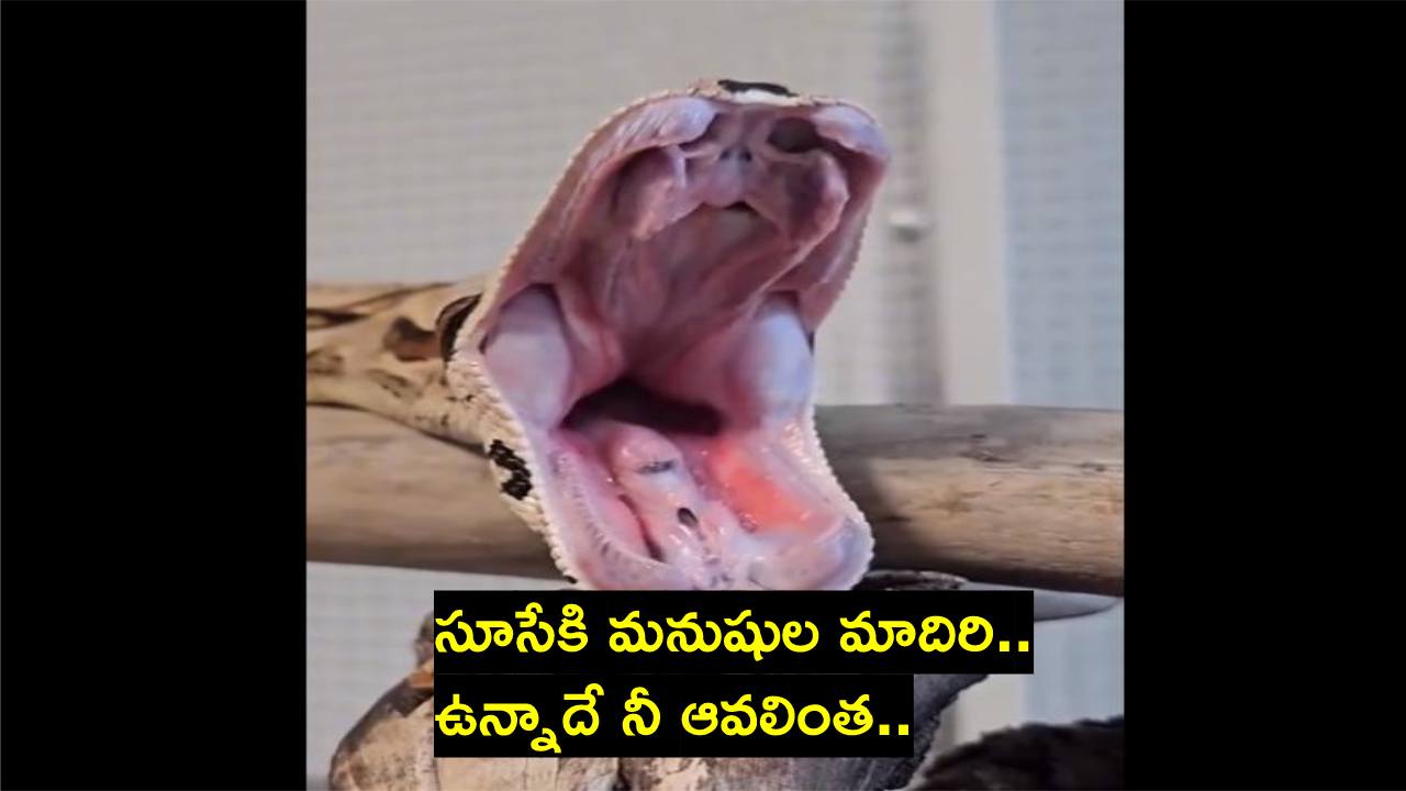 Viral video: పాము ఆవలిస్తే ఎట్టా ఉంటుందో చూడండి.. Viral video: పాము ఆవలిస్తే ఎట్టా ఉంటుందో చూడండి..