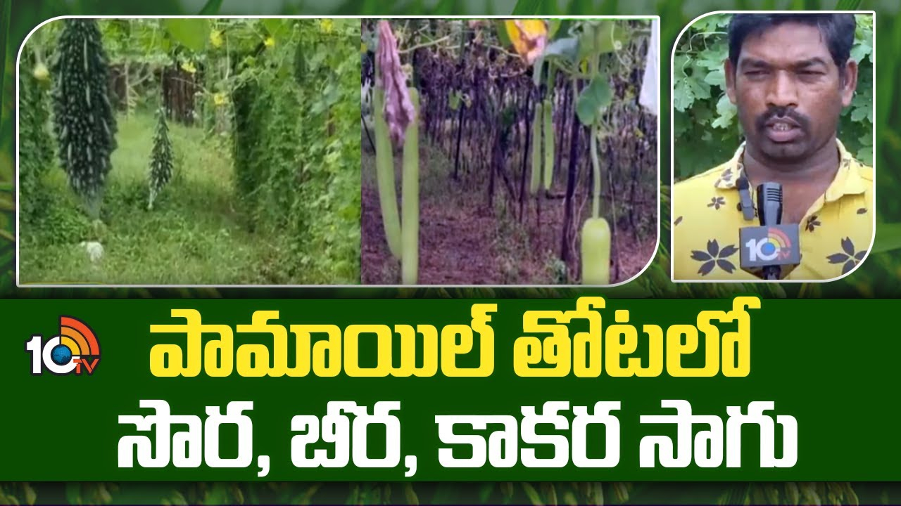 Organic Farming Tips : పామాయిల్ తోటలో సొర, బీర, కాకర సాగు Organic Farming Tips : పామాయిల్ తోటలో సొర, బీర, కాకర సాగు