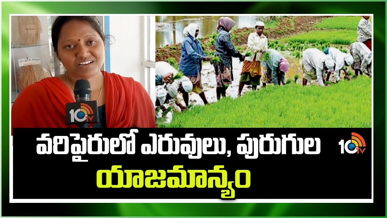 Paddy Cultivation : తెలుగు రాష్ట్రాల్లో ప్రారంభమైన వరినాట్లు.. తొలిదశలో వచ్చే చీడపీడలు, ఎరువుల యాజమాన్యం Paddy Cultivation : తెలుగు రాష్ట్రాల్లో ప్రారంభమైన వరినాట్లు.. తొలిదశలో వచ్చే చీడపీడలు, ఎరువుల యాజమాన్యం