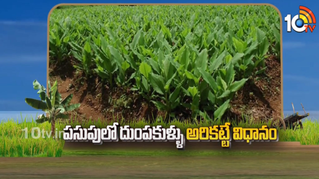 Pest Control in Turmeric Crop