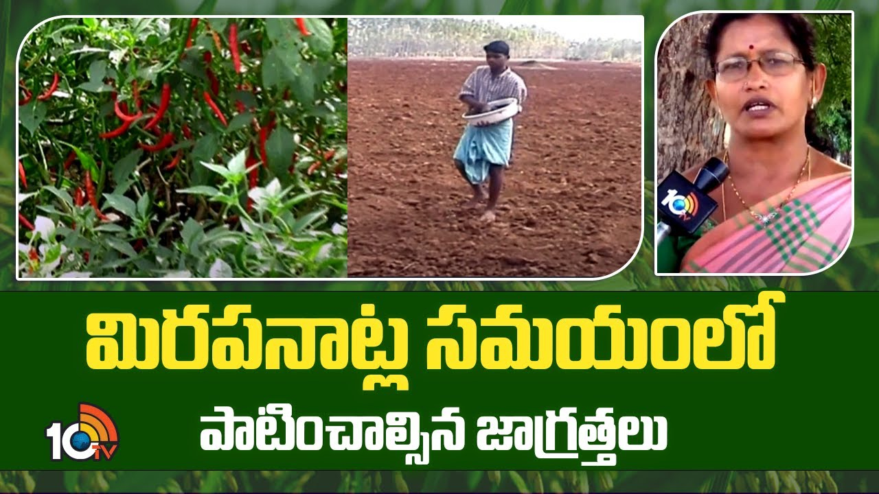 Chilli Farming : మిరప నాట్లకు సిద్ధమవుతున్న రైతులు.. అధిక దిగుబడుల కోసం మేలైన యాజమాన్యం Chilli Farming : మిరప నాట్లకు సిద్ధమవుతున్న రైతులు.. అధిక దిగుబడుల కోసం మేలైన యాజమాన్యం