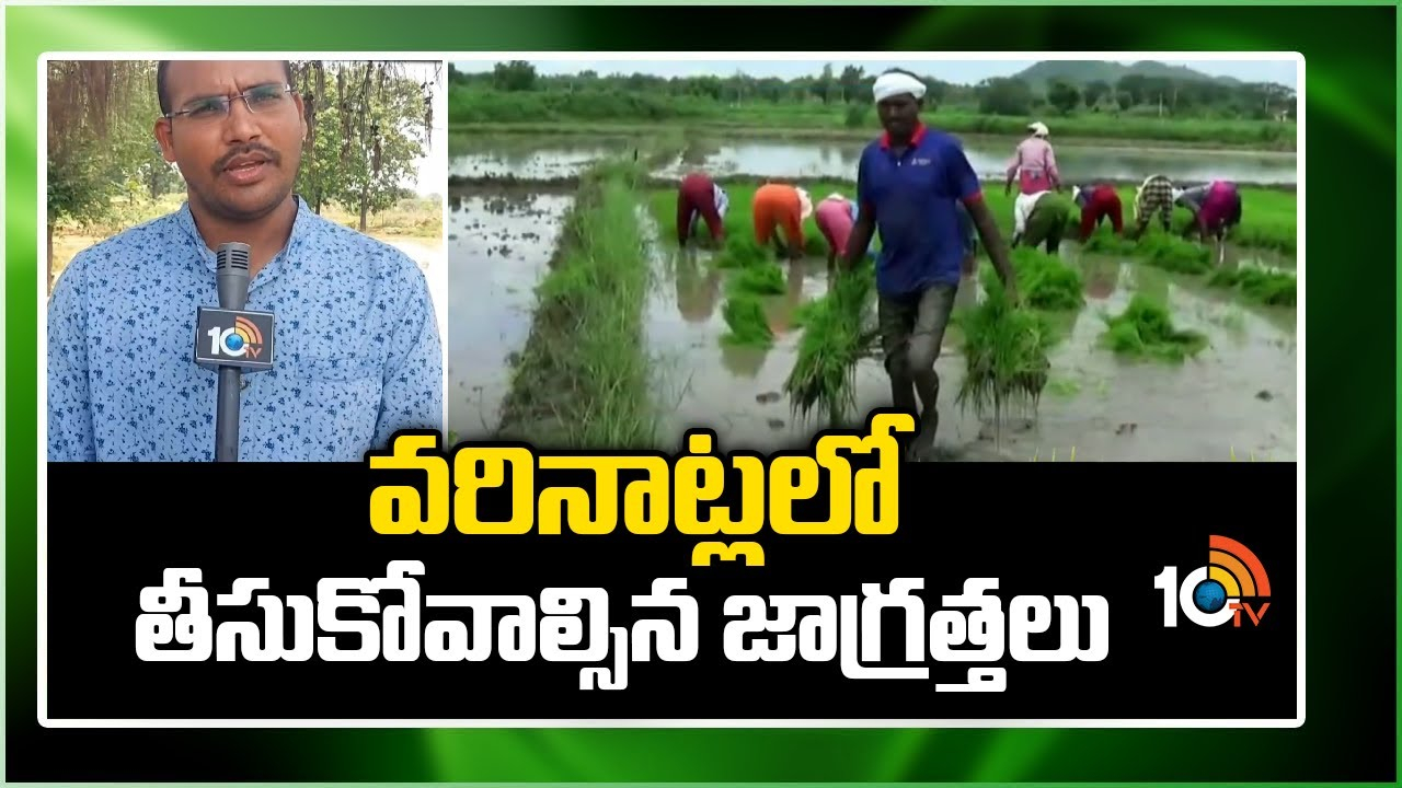 Paddy Crop : తెలుగు రాష్ట్రాల్లో ఊపందుకున్న వరినాట్లు.. తీసుకోవాల్సిన జాగ్రత్తలు Paddy Crop : తెలుగు రాష్ట్రాల్లో ఊపందుకున్న వరినాట్లు.. తీసుకోవాల్సిన జాగ్రత్తలు