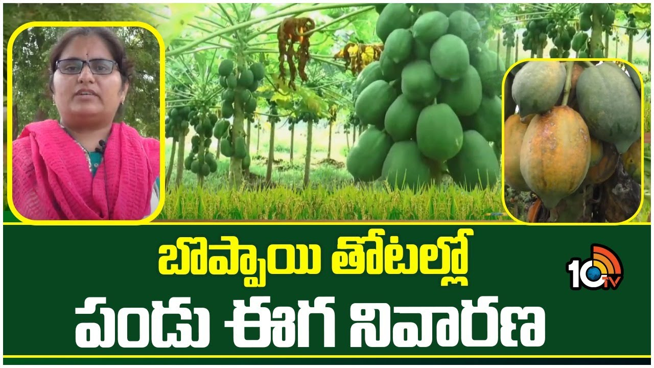 Papaya Plantation : బోప్పాయిలో పండుఈగ ఉధృతి – నివారణకు శాస్త్రవేత్తల సూచనలు Papaya Plantation : బోప్పాయిలో పండుఈగ ఉధృతి – నివారణకు శాస్త్రవేత్తల సూచనలు