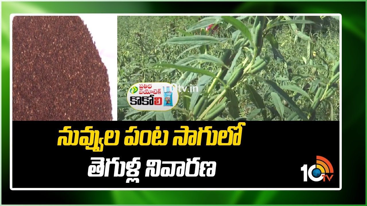Sesame Crop Cultivation : నువ్వులో పెరిగిన తెగుళ్ల ఉధృతి – నివారణకు పాటించాల్సిన సమగ్ర యాజమాన్యం Sesame Crop Cultivation : నువ్వులో పెరిగిన తెగుళ్ల ఉధృతి – నివారణకు పాటించాల్సిన సమగ్ర యాజమాన్యం