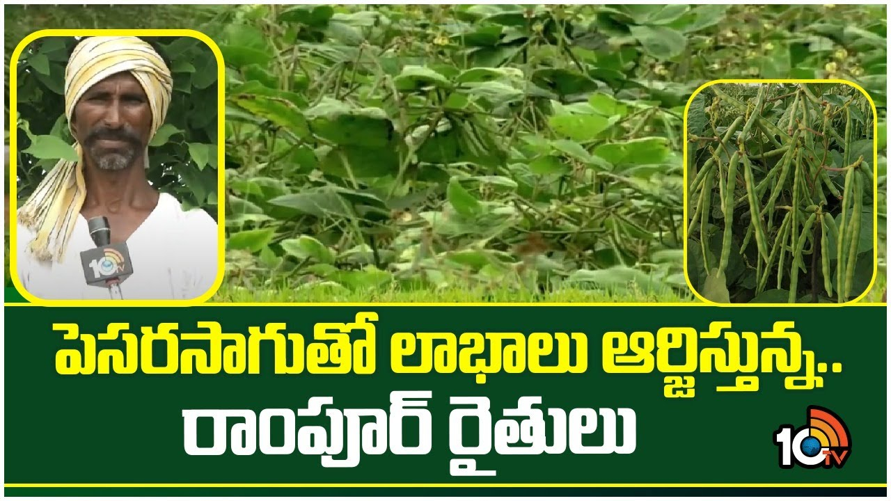 Green Gram Cultivation : పెసరసాగుతో లాభాలు ఆర్జిస్తున్న రాంపూర్ రైతులు Green Gram Cultivation : పెసరసాగుతో లాభాలు ఆర్జిస్తున్న రాంపూర్ రైతులు