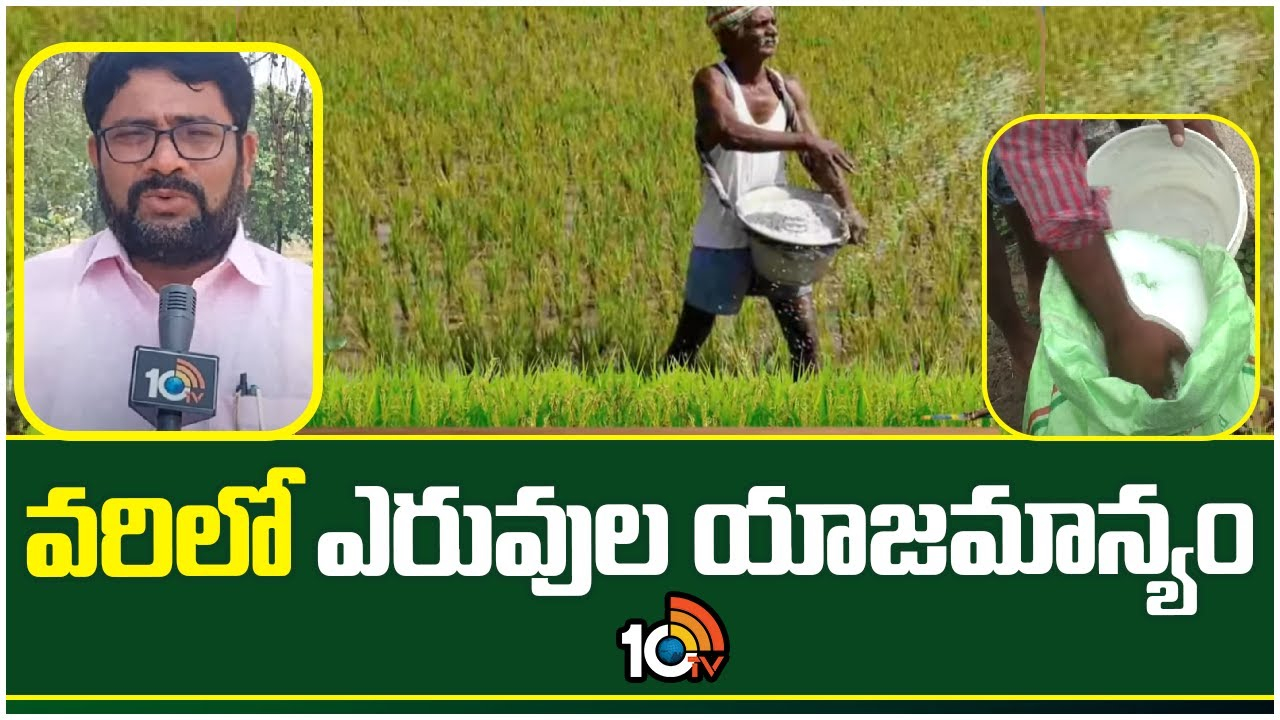 Rice Cultivation : ఖరీఫ్ వరి సాగులో ఎరువుల యాజమాన్యం.. అధిక దిగుబడులు Rice Cultivation : ఖరీఫ్ వరి సాగులో ఎరువుల యాజమాన్యం.. అధిక దిగుబడులు