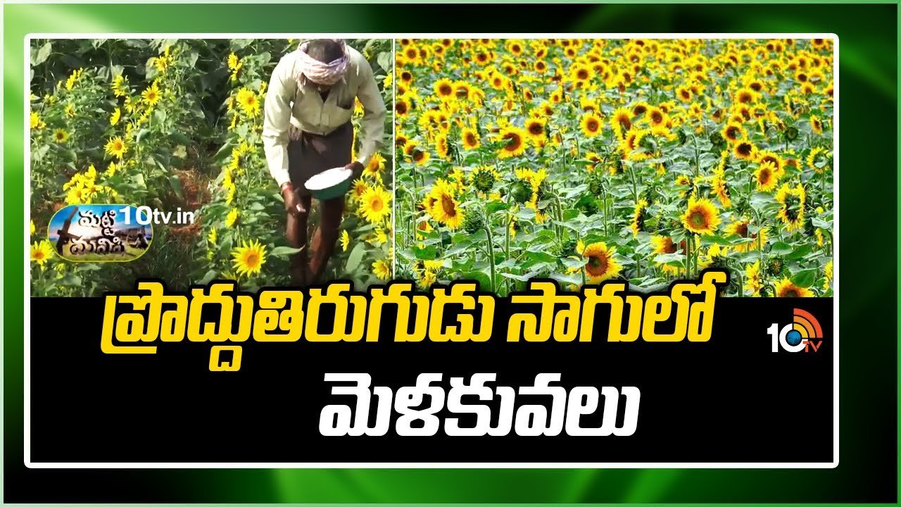 Sunflower Cultivation : ఖరీఫ్ ప్రొద్దుతిరుగుడు సాగుకు సమయం ఇదే.. అధిక దిగుబడులకు పాటించాల్సిన సూచనలు Sunflower Cultivation : ఖరీఫ్ ప్రొద్దుతిరుగుడు సాగుకు సమయం ఇదే.. అధిక దిగుబడులకు పాటించాల్సిన సూచనలు