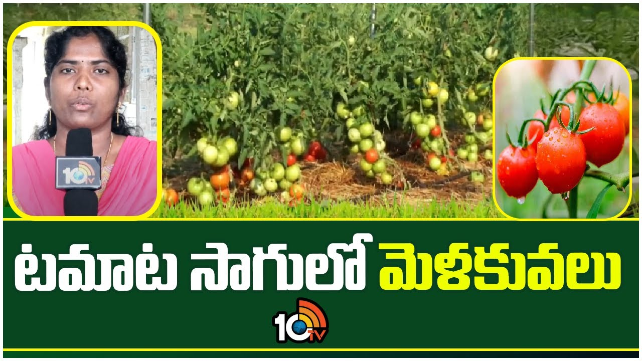 Tomato Cultivation : వివిధ దశల్లో ఖరీఫ్ టమాట సాగు.. అధిక దిగుబడుల కోసం మేలైన యాజమాన్యం Tomato Cultivation : వివిధ దశల్లో ఖరీఫ్ టమాట సాగు.. అధిక దిగుబడుల కోసం మేలైన యాజమాన్యం