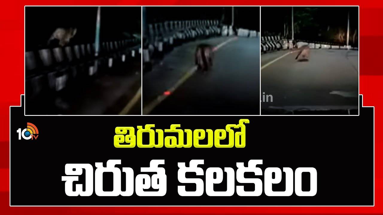 తిరుమలలో మరోసారి చిరుత కలకలం.. తీవ్ర భయాందోళనలో భక్తులు తిరుమలలో మరోసారి చిరుత కలకలం.. తీవ్ర భయాందోళనలో భక్తులు