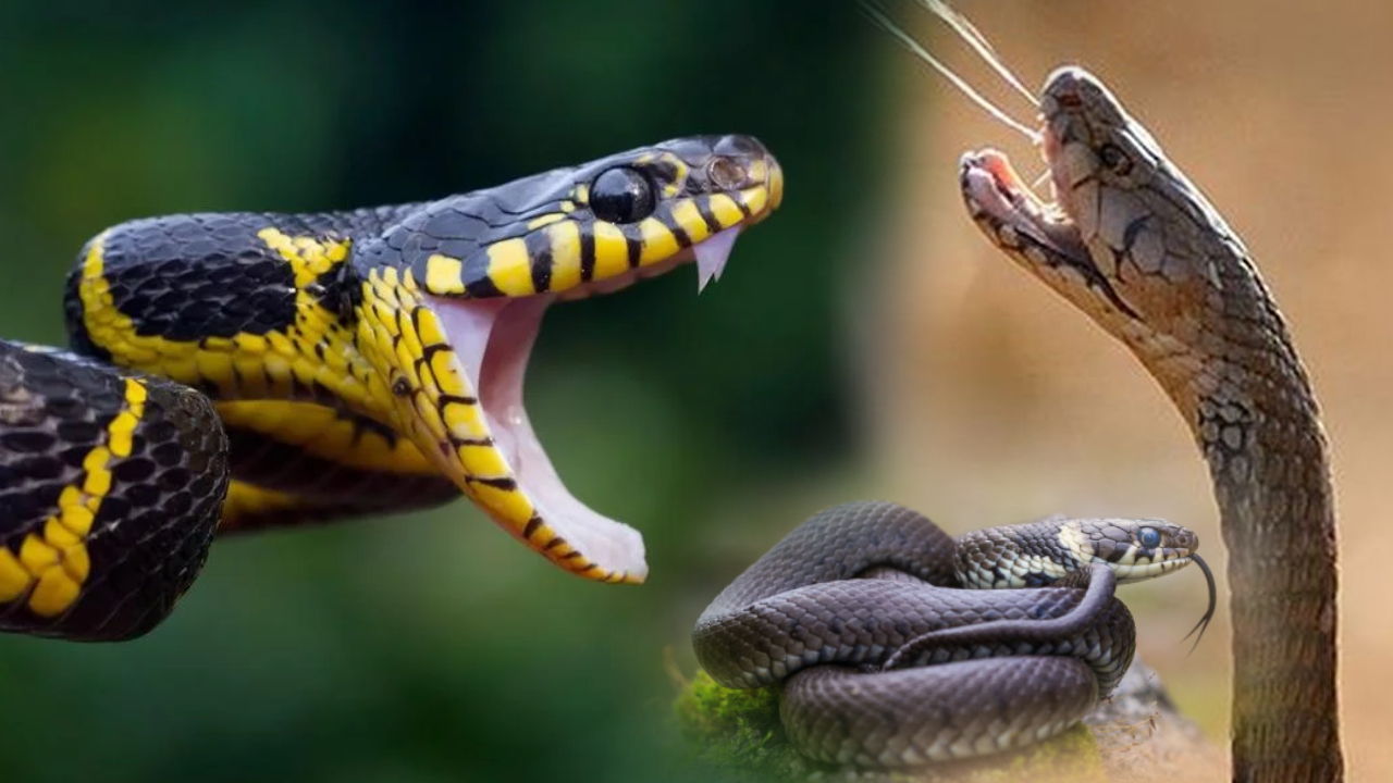 Unknown Facts : పాము మనిషిని ఒకసారి కాటేస్తే.. ఎంత మొత్తంలో విషాన్ని విడుదల చేస్తుందో తెలుసా? Unknown Facts : పాము మనిషిని ఒకసారి కాటేస్తే.. ఎంత మొత్తంలో విషాన్ని విడుదల చేస్తుందో తెలుసా?