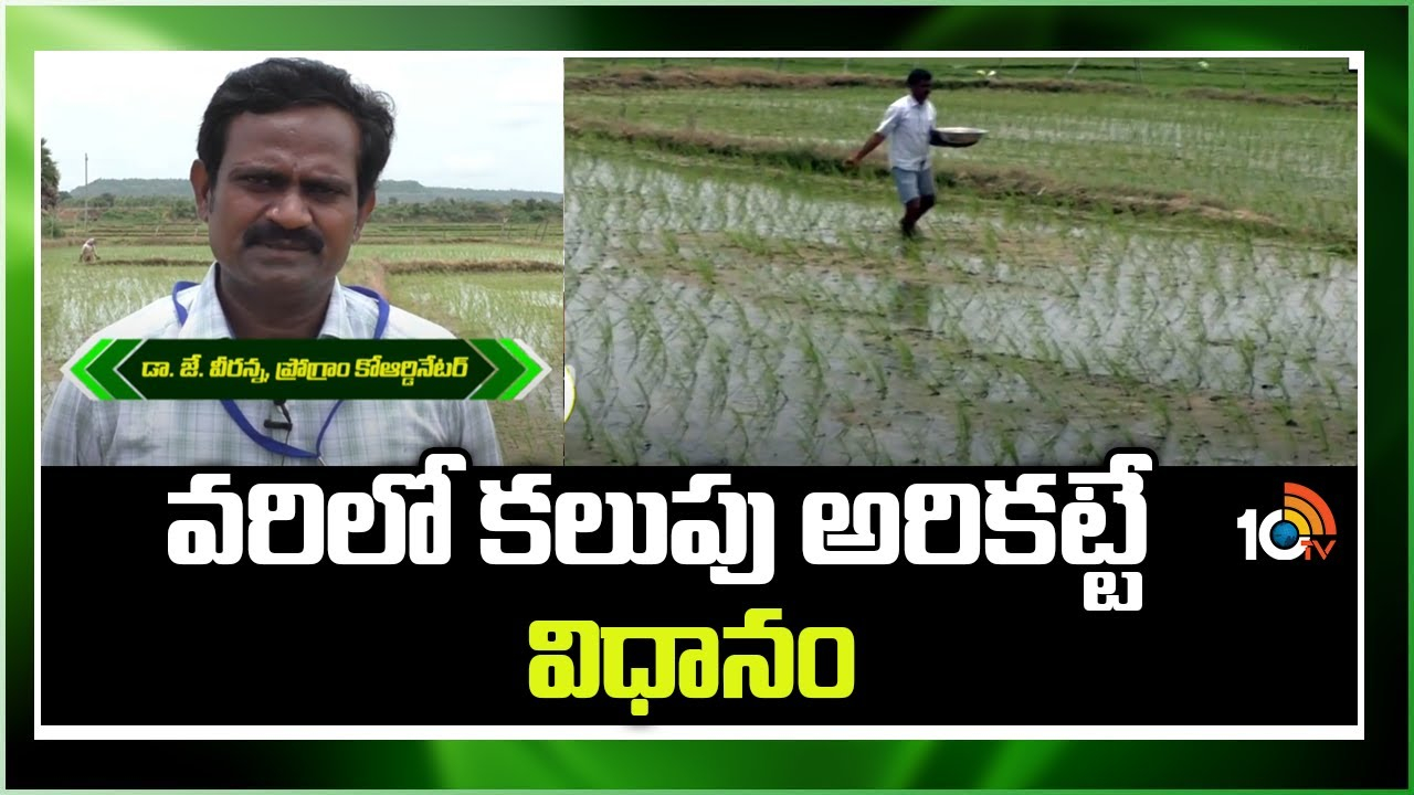 Paddy Cultivation : తెలుగు రాష్ట్రాల్లో జోరందుకున్న వరినాట్లు – వరిలో కలుపు అరికట్టే విధానం Paddy Cultivation : తెలుగు రాష్ట్రాల్లో జోరందుకున్న వరినాట్లు – వరిలో కలుపు అరికట్టే విధానం