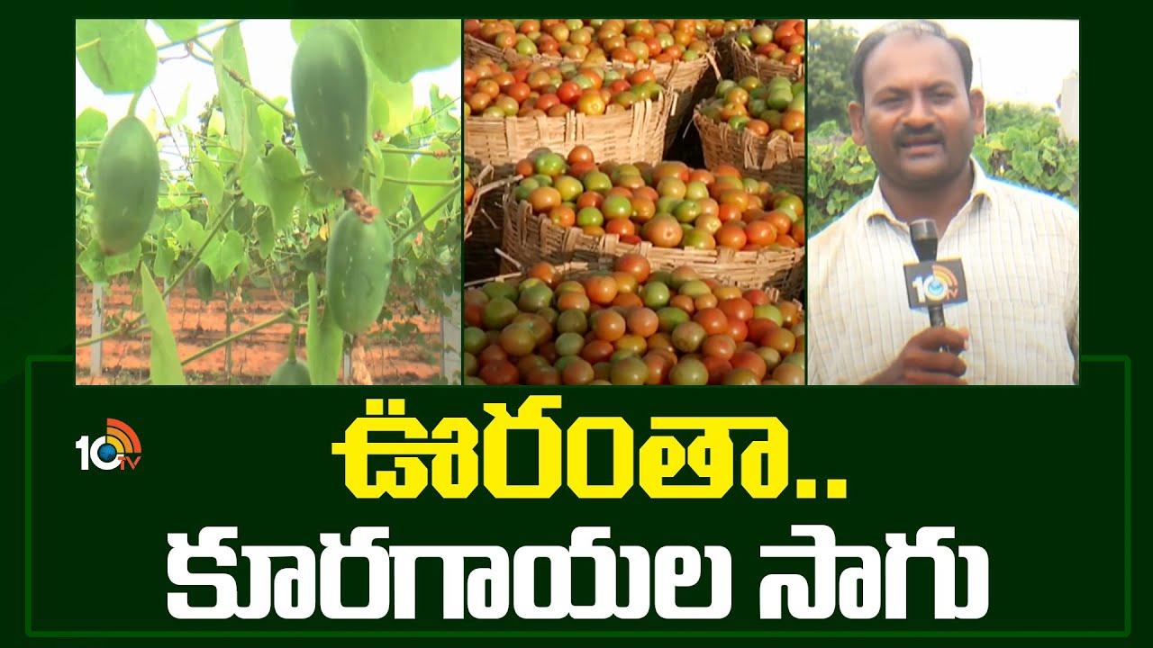 Vegetable Cultivation : ఊరంతా.. కూరగాయల సాగు.. Vegetable Cultivation : ఊరంతా.. కూరగాయల సాగు..