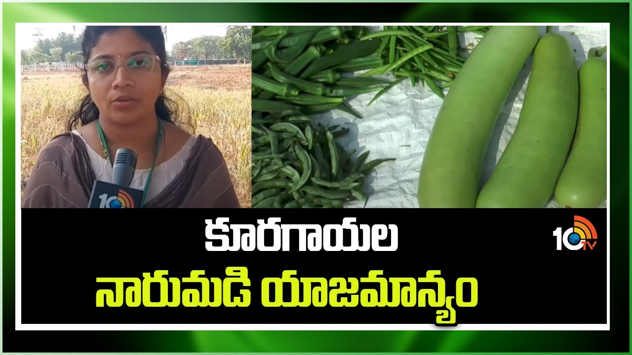 Paddy Management : కూరగాయ పంటల్లో నారుమడి పెంపకం Paddy Management : కూరగాయ పంటల్లో నారుమడి పెంపకం