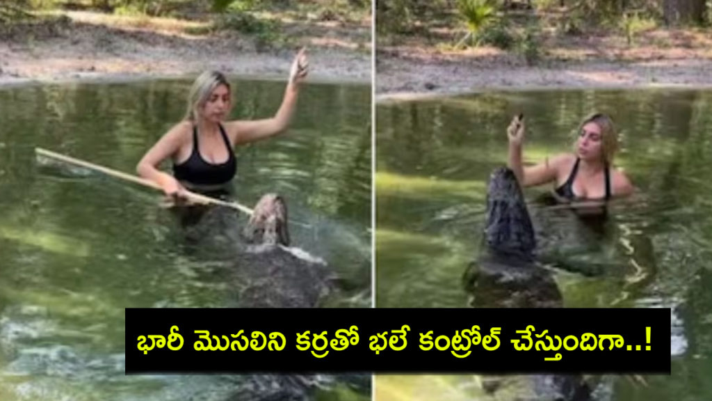 Video_ Woman, Standing In A Pond, Feeds Massive Alligator, Internet Reacts
