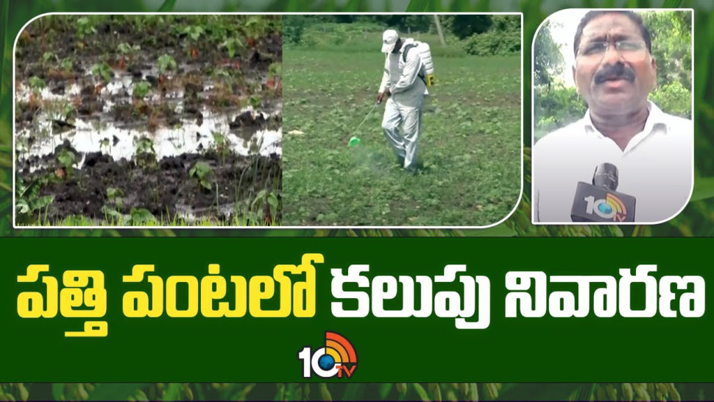 Weed Control in Cotton Crop