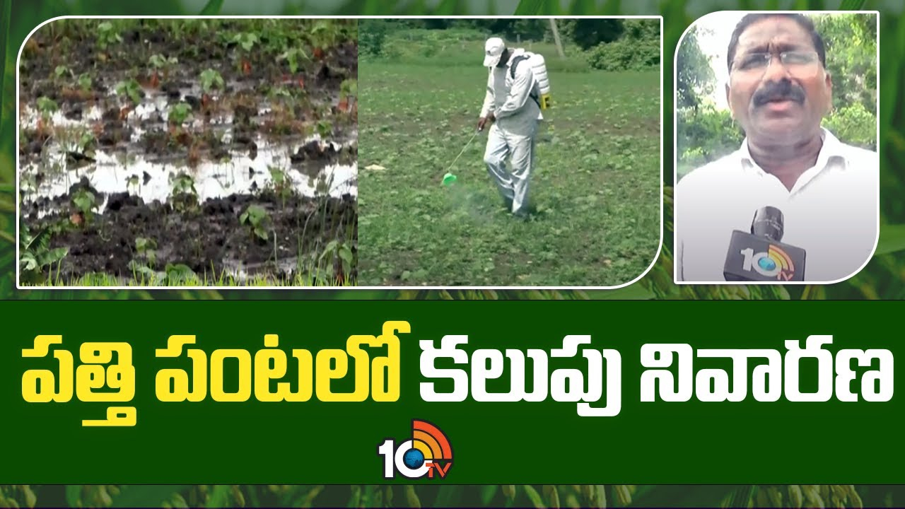 Cotton Crop : పత్తి పంటలో కలుపు నివారణ.. పత్తిలో ఆగిన పెరుగుదల Cotton Crop : పత్తి పంటలో కలుపు నివారణ.. పత్తిలో ఆగిన పెరుగుదల