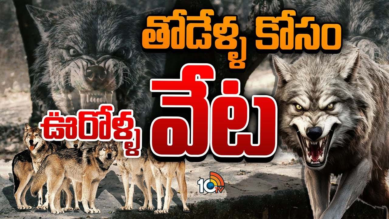 మనుషులను చంపేస్తున్న తోడేళ్లు.. నిద్రలేని రాత్రులు గడుపుతున్న పల్లె ప్రజలు.. ఆపరేషన్ భేడియాతో అడ్డుకట్ట పడేనా..? మనుషులను చంపేస్తున్న తోడేళ్లు.. నిద్రలేని రాత్రులు గడుపుతున్న పల్లె ప్రజలు.. ఆపరేషన్ భేడియాతో అడ్డుకట్ట పడేనా..?