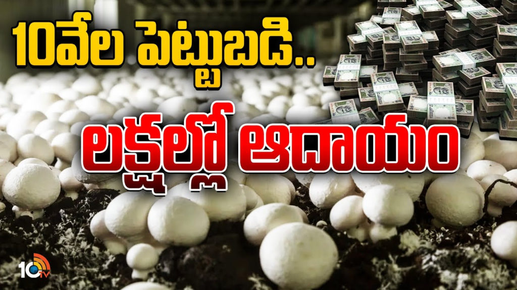 mushroom farming training in hyderabad