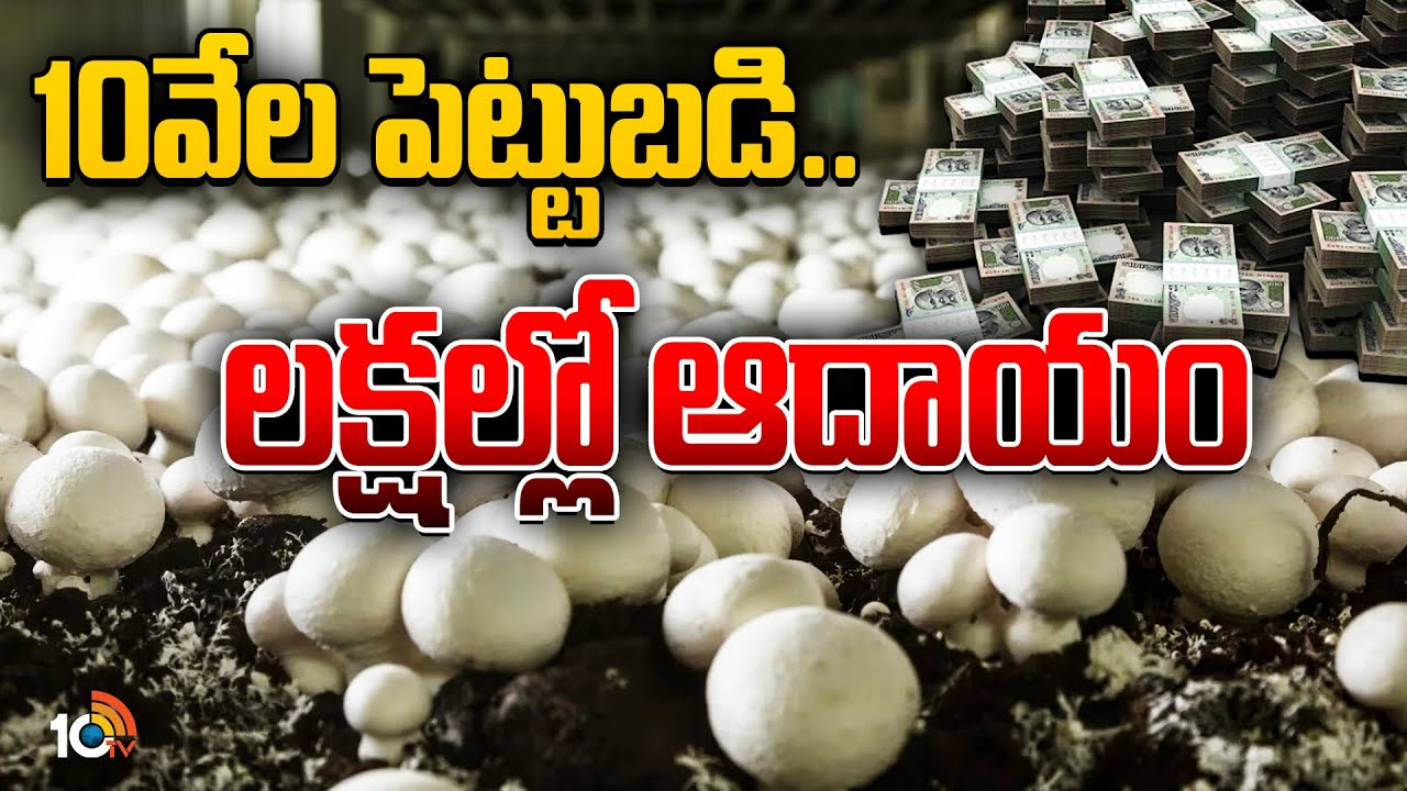 Mushroom Farming : పుట్టగొడుగుల పెంపకంతో నెల నెలా ఆదాయం.. సొంతంగా మార్కెట్ చేసుకుంటే సాఫ్ట్వేర్ జీతం! Mushroom Farming : పుట్టగొడుగుల పెంపకంతో నెల నెలా ఆదాయం.. సొంతంగా మార్కెట్ చేసుకుంటే సాఫ్ట్వేర్ జీతం!