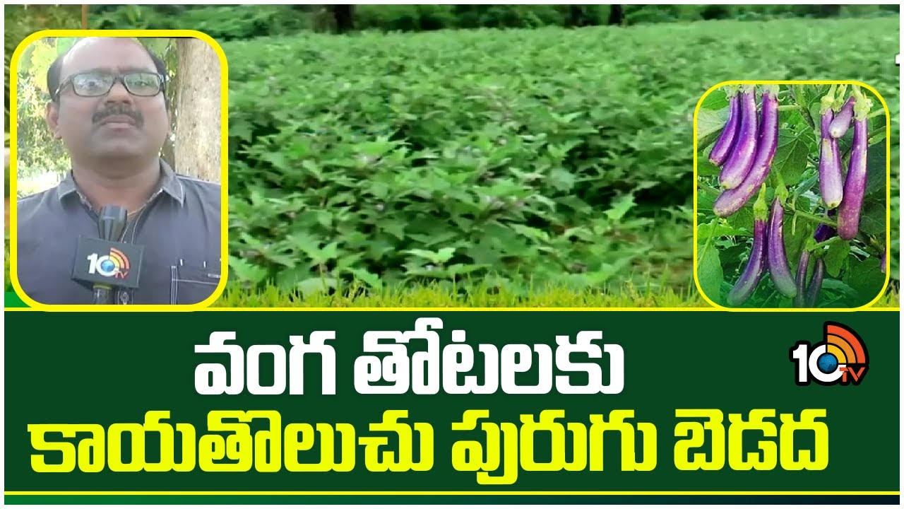 Brinjal Cultivation : వంగ తోటల్లో కాయతొలుచు పురుగుల ఉధృతి.. నివారణకు అధికారుల సూచనలు Brinjal Cultivation : వంగ తోటల్లో కాయతొలుచు పురుగుల ఉధృతి.. నివారణకు అధికారుల సూచనలు