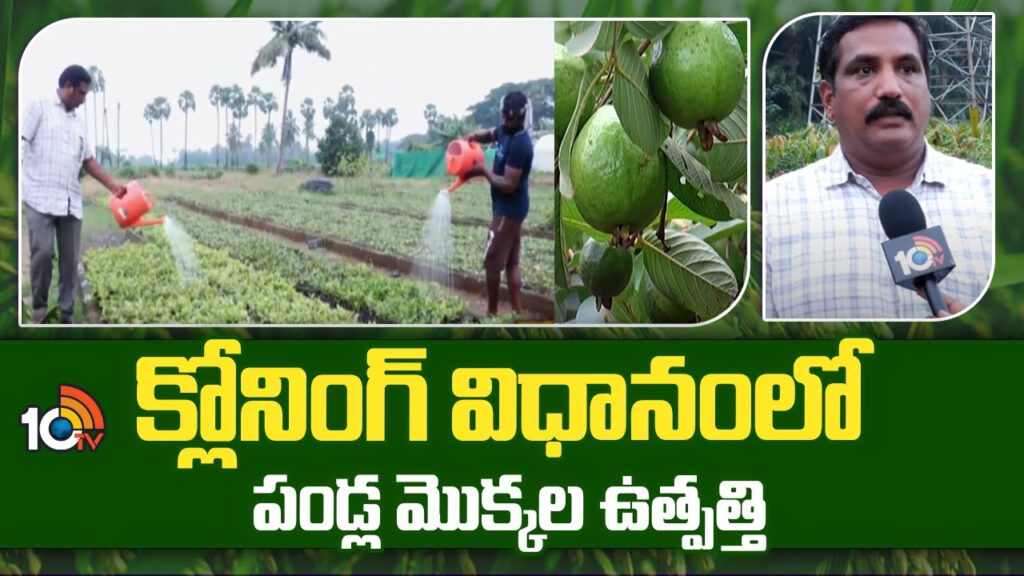 Cloning Method in Fruits Plants