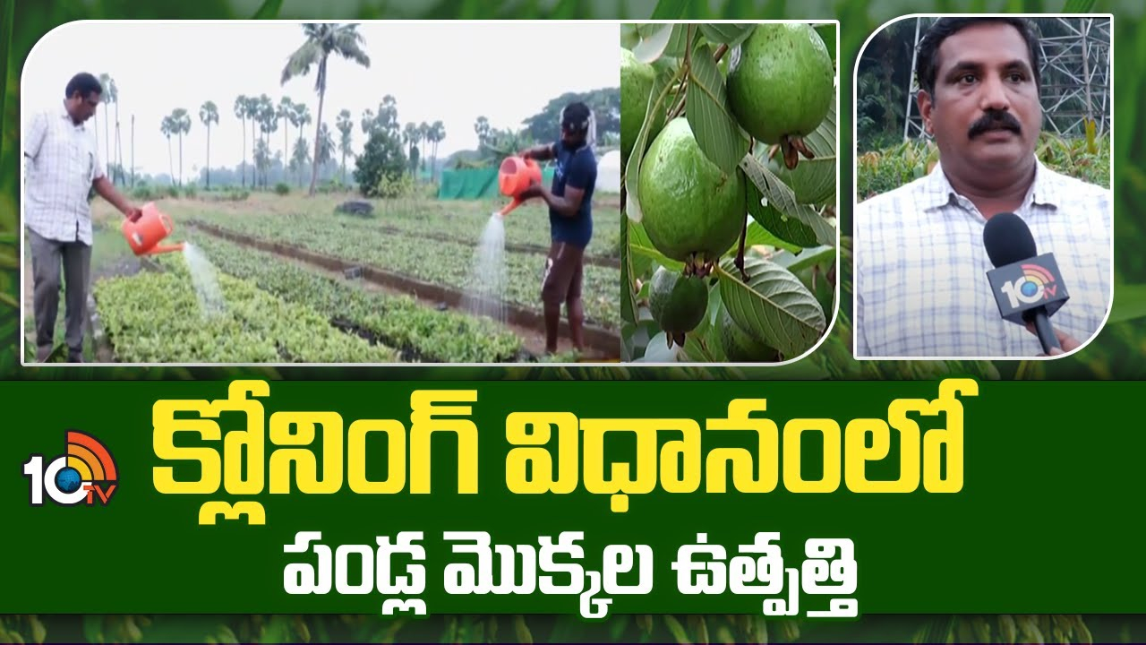 Fruits Plants : క్లోనింగ్ విధానంలో పండ్లమొక్కల ఉత్పత్తి.. ఏడాదికి రూ. 50 లక్షల టర్నోవర్ చేస్తున్న రైతు Fruits Plants : క్లోనింగ్ విధానంలో పండ్లమొక్కల ఉత్పత్తి.. ఏడాదికి రూ. 50 లక్షల టర్నోవర్ చేస్తున్న రైతు