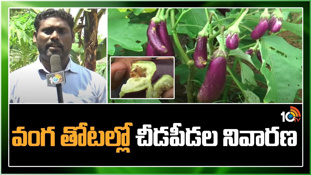 Brinjal Crop Cultivation : వంగతోటలకు మొవ్వు, కాయతొలుచు పురుగుల బెడద.. నివారణకు సమగ్ర సస్యరక్షణ చర్యలు Brinjal Crop Cultivation : వంగతోటలకు మొవ్వు, కాయతొలుచు పురుగుల బెడద.. నివారణకు సమగ్ర సస్యరక్షణ చర్యలు