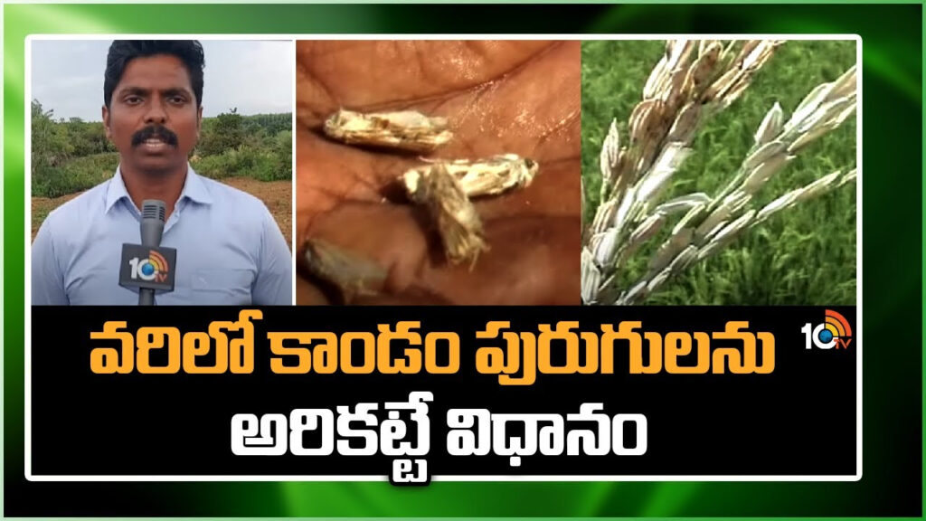 Control Stem Borer in Rice Crop