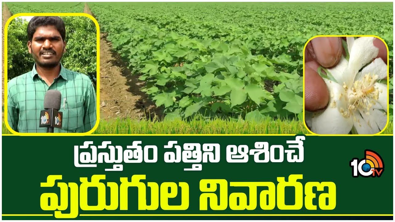 Cotton Cultivation : పత్తిలో రసంపీల్చు, గులాబిరంగు పురుగుల ఉధృతి.. నివారణకు చేపట్టాల్సిన యాజమాన్యం Cotton Cultivation : పత్తిలో రసంపీల్చు, గులాబిరంగు పురుగుల ఉధృతి.. నివారణకు చేపట్టాల్సిన యాజమాన్యం