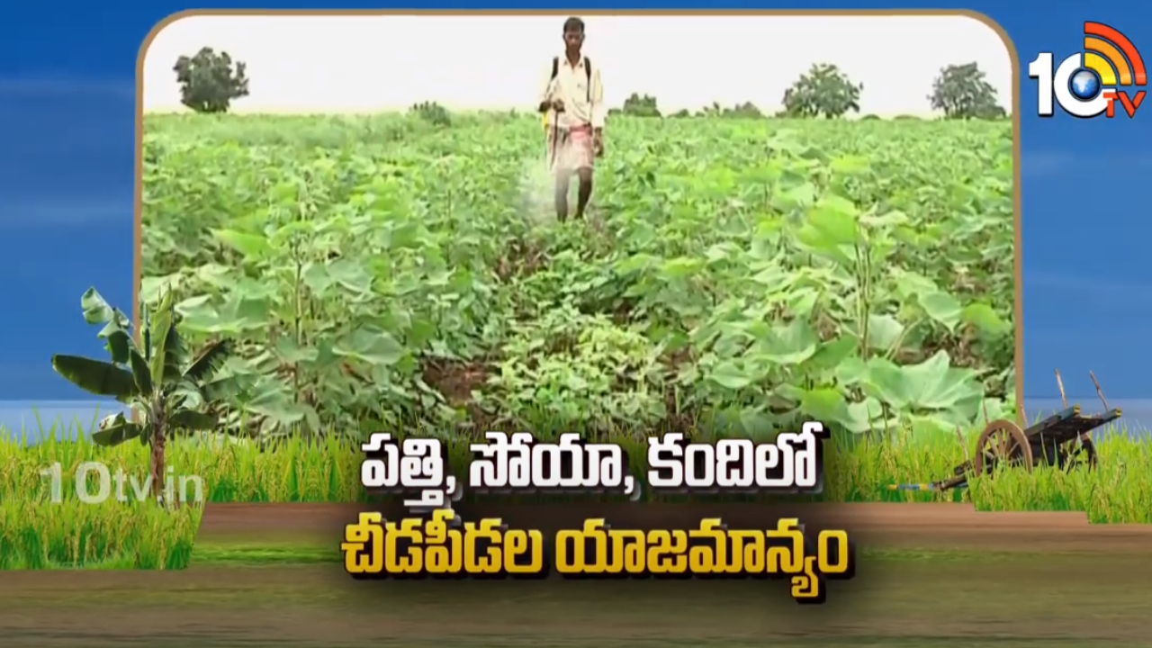 Cotton Crop Cultivation : పత్తి, సోయా, కందిలో చీడపీడల యాజమాన్యం Cotton Crop Cultivation : పత్తి, సోయా, కందిలో చీడపీడల యాజమాన్యం