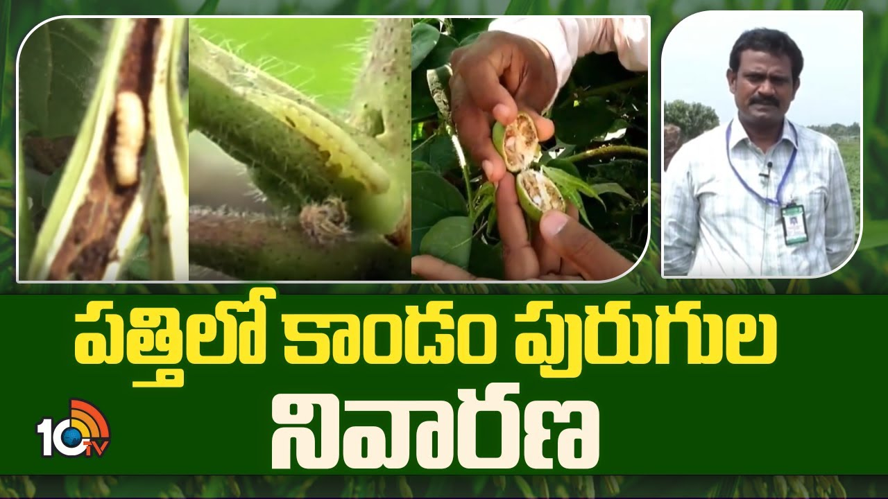 Cotton Cultivation : పత్తిలో కాండం తొలుచు పురుగు ఉధృతి – నివారణకు శాస్త్రవేత్తల సూచనలు Cotton Cultivation : పత్తిలో కాండం తొలుచు పురుగు ఉధృతి – నివారణకు శాస్త్రవేత్తల సూచనలు