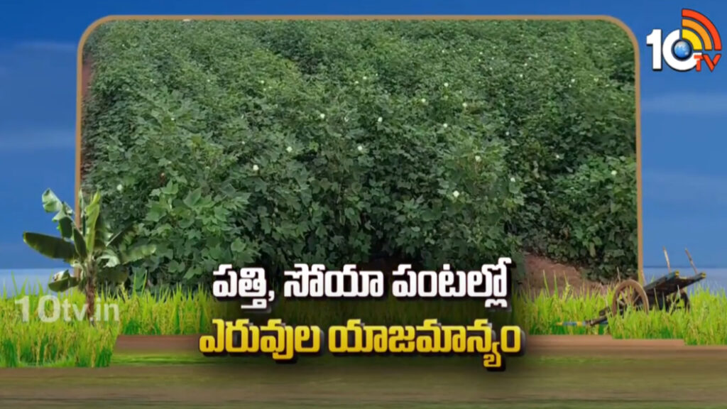 Cotton and Soya Crops